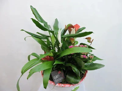 Cerámica con Plantas