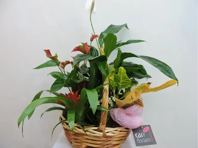 Centros de Plantas