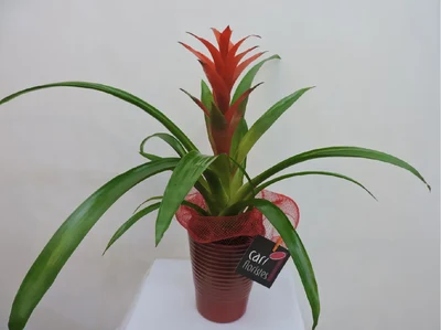 Guzmania pequeña