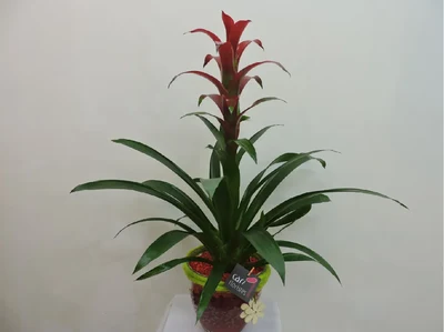 Guzmania