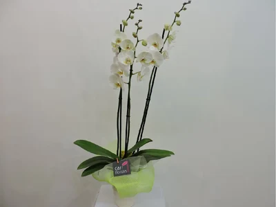 Plantas