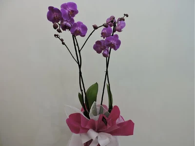 Orquidea Fucsia
