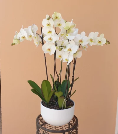 3 Orquideas en tarrina de cerámica