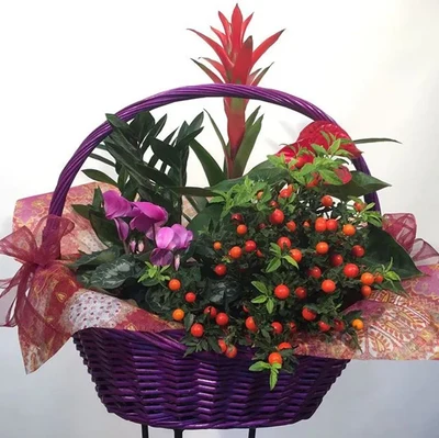 Centros de Plantas