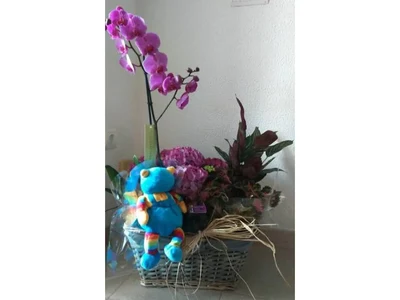Cesta de Plantas para Nacimiento