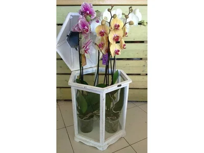 Orquidea