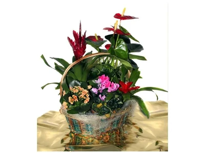 Cesta de Plantas Mod 1