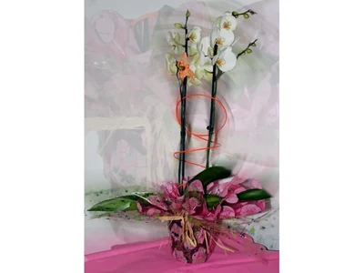 Orquidea