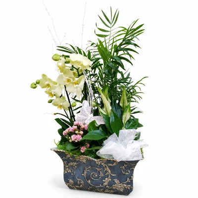 Caja Francia