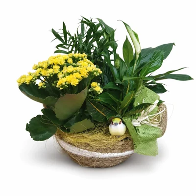 Centros de Plantas