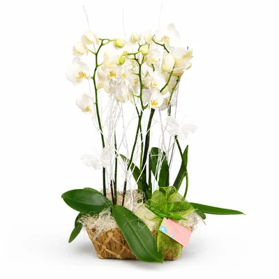 Cesta elegancia