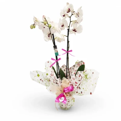 Orquidea Blanca