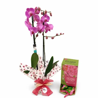 Orquidea Lila