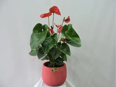 Anthurium Rojo