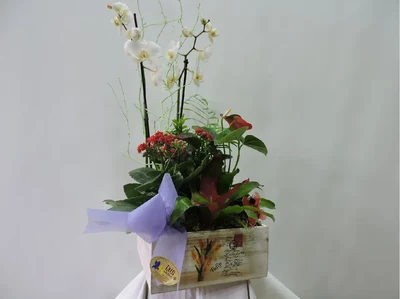 Caja de Plantas