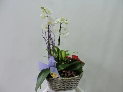 Cesta de Mimbre con Plantas