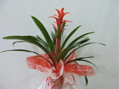 Guzmania