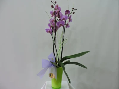 Orquidea Phalaenposis