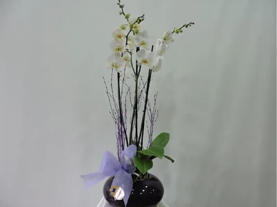 Plantas