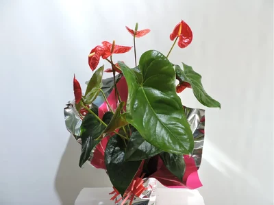 Anthurium Rojo