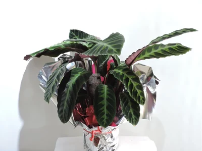 Calathea