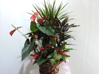 Cesta de Plantas Grande
