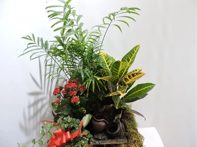 Centros de Plantas
