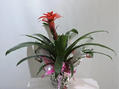 Guzmania