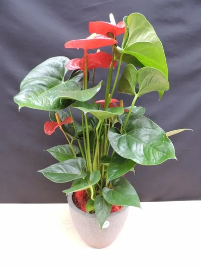 Anthurium