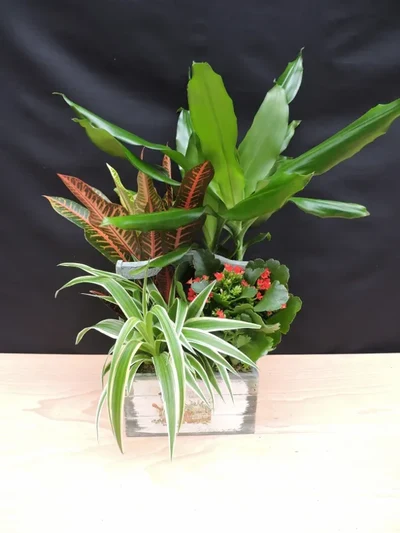 Centro de Plantas en Madera