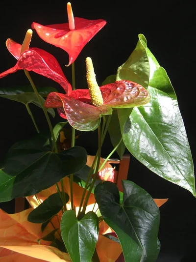 Anthurium