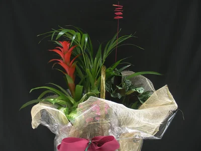 Centro de Plantas XL