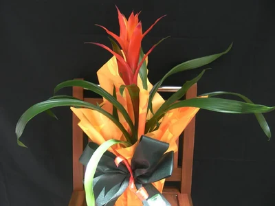 Guzmania