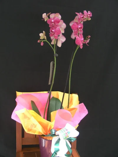 Plantas