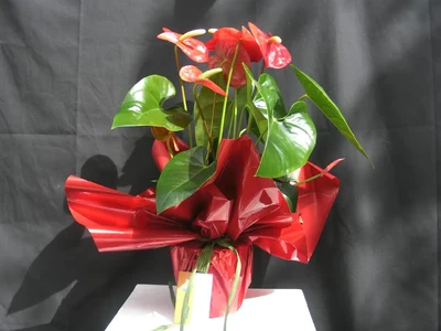Anthurium