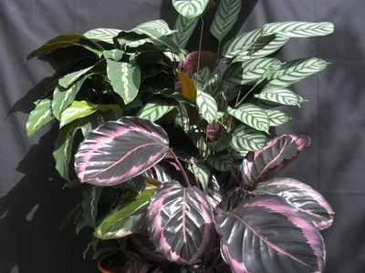 Calathea
