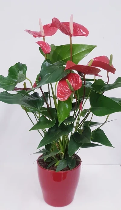 Anthurium Rojo