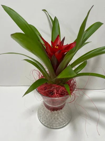 Bromelia Roja en Cristal