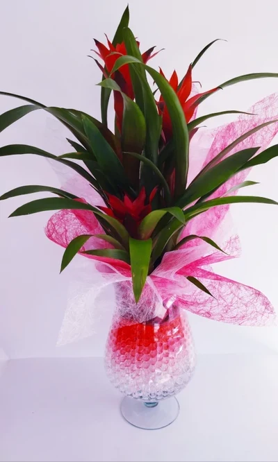 Bromelias en Copa de Cristal