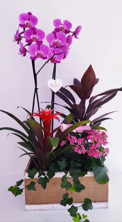 Centro de Orquidea y Plantas en cajón de madera