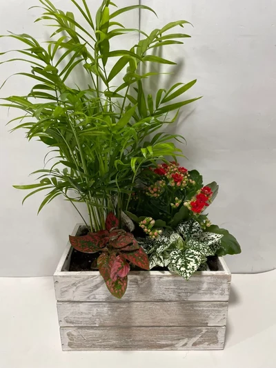 Centro de Plantas en cajón de madera
