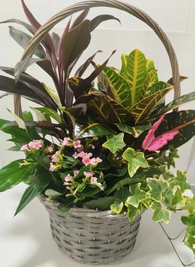 Cesta de Plantas