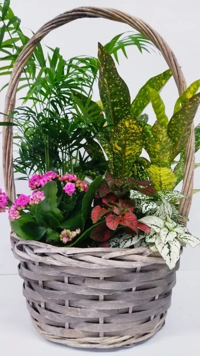 Cesta de Plantas