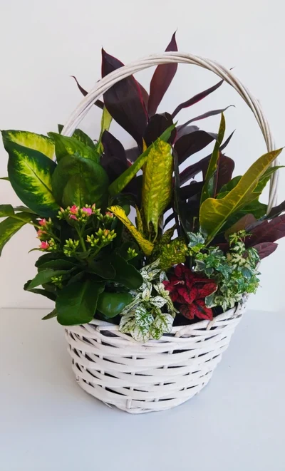 Cesta grande de Plantas