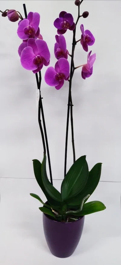 Orquidea Fucsia