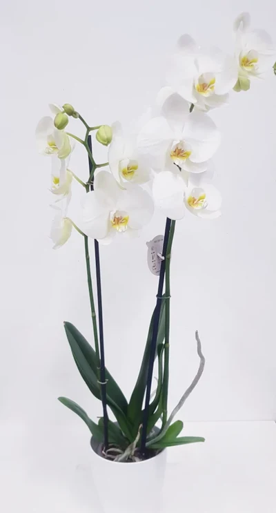 Orquidea Blanca