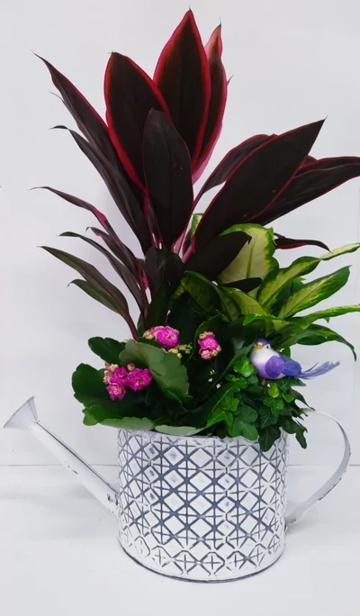 Regadera de Plantas