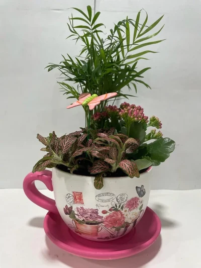 Tacita de Plantas