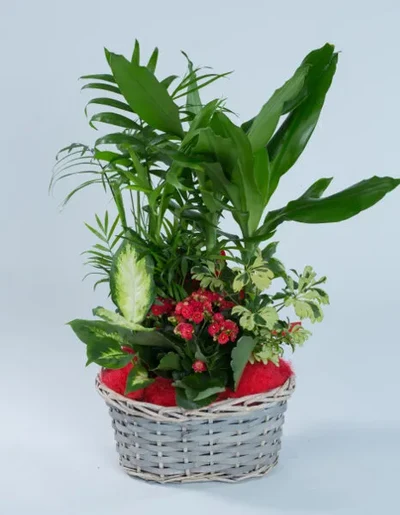 Cesta de Plantas