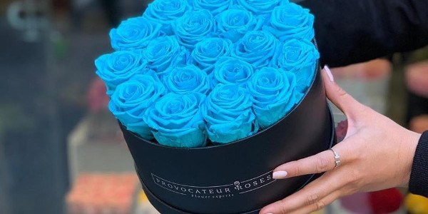Provocateur Roses